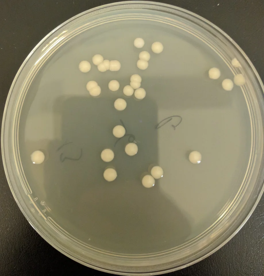 Source sage-colored Petri photograph, including its original reflection and glare